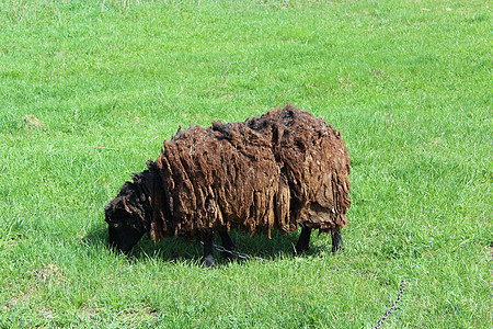 牧羊在草地上放牧哺乳动物小牛男性动物配种畜牧业农业毛皮鼻孔羊毛图片