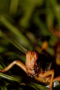 一蝗虫吃刺槐生物飞行眼睛害虫动物漏洞蟋蟀昆虫花园图片