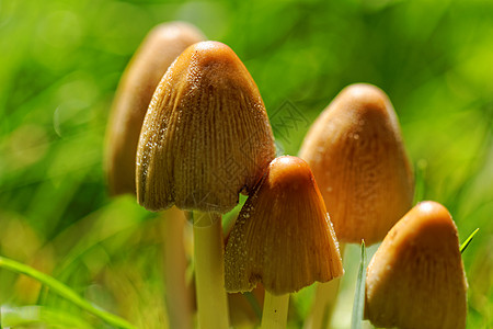 蘑菇生育力白色草地植物烹饪植被食物荒野花园生长图片