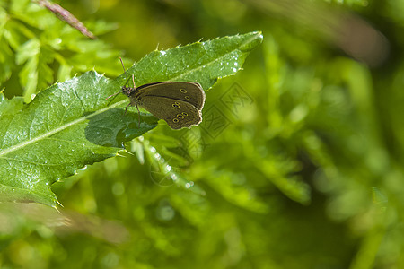 叶子上的蝴蝶绿色要塞漩涡环境植物昆虫艺术图片
