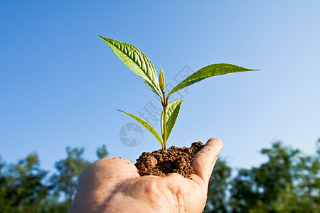 手边树的树木棕榈土壤全球智慧环境生态信用绿色男人幼苗图片