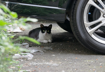 车下猫猫图片