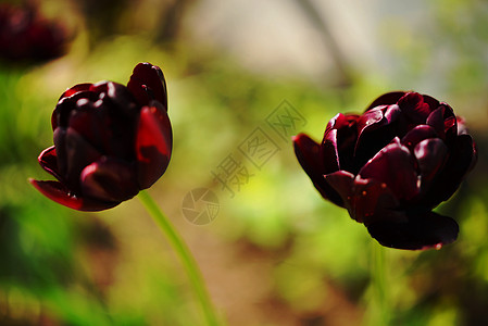 黑玫瑰色彩太阳植物园艺花瓣花朵绿色阳光花园东西图片