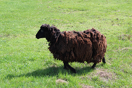 牧羊在草地上放牧配种喇叭反刍动物毛皮男性舌头农业鼻孔牛角家畜图片
