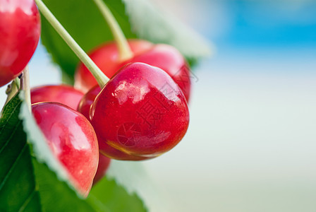 夏初收割前 在树枝上放红樱桃和甜甜樱桃营养衬套植物红色水果种子农场阴影季节叶子图片