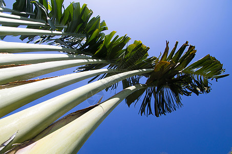 棕榈树植物草地修剪旅行场景树木旅游热带天堂森林图片