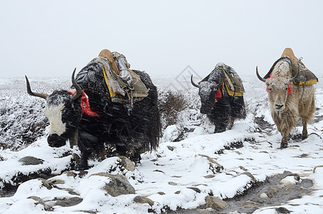 从尼泊尔珠穆峰基地营出发的雅克大篷车暴雪图片