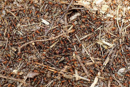 蚂蚁和蚂蚁山组织天线团体生物合作腹部工人侵略亲密关系宏观图片