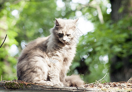 屋顶上的猫长发哺乳动物胡须小猫动物兽医猫科动物头发松草流浪图片