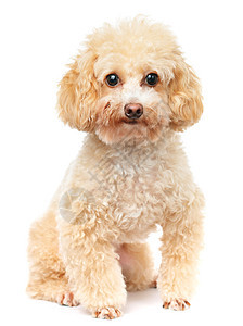 白色背景上孤立的狗狗狗全身动物棕色朋友宠物爪子金子眼睛头发贵宾图片