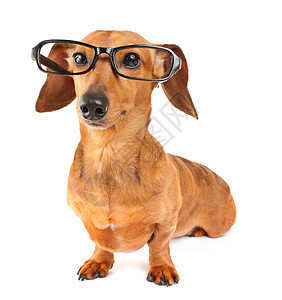 戴眼镜的达沙德狗小狗热狗眼镜香肠黑色学习世俗白色棕色头发图片