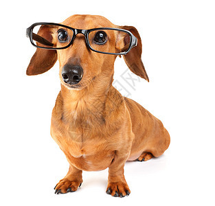 戴眼镜的达沙德狗热狗白色黑色头发棕色小狗学生世俗宠物学习图片