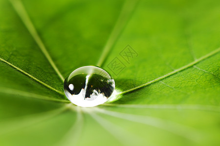 绿叶上滴水液体宏观植物雨滴环境露珠叶子飞沫绿色图片