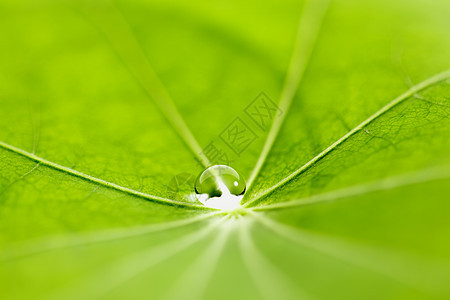 绿叶上滴水露珠飞沫环境植物宏观雨滴叶子绿色液体图片