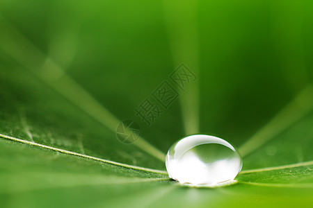 绿叶上滴水飞沫宏观雨滴绿色环境叶子露珠植物液体图片