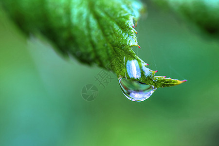 在高动态距离的叶子上气泡反射花园植物生长雨滴环境镜子波动液体图片