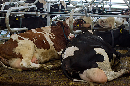 在农场谷仓间挤奶时 牛奶奶牛国家畜牧业生乳干草配种生产村庄牧场小牛天空图片