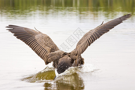 水上登陆空气航班自由野生动物翅膀飞行速度图片