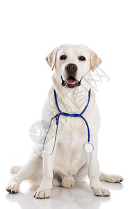 维狗卫生蓝色救援工作猎犬工作室冒充兽医朋友动物图片
