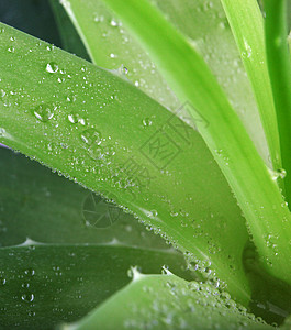 Aloe 阴阳药品医疗叶子肉质芦荟汁植物凝胶绿色草本皮肤图片