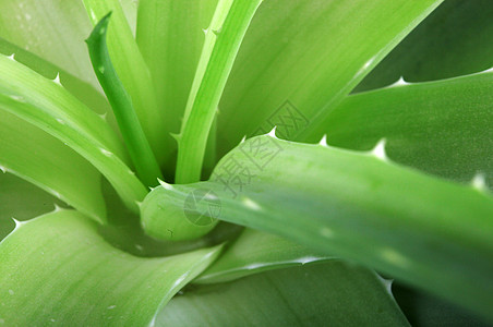 Aloe 阴阳皮肤草本芦荟汁治愈植物植物学叶子果汁草本植物绿色图片