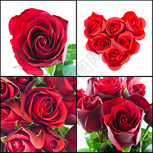 红玫瑰装饰感情树叶礼物风格玫瑰约会热情植物红色图片