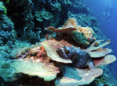 黑斑底鱼游泳假期荒野热带河豚盘子珊瑚休息环境蓝色图片