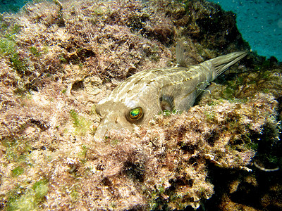 黑斑底鱼珊瑚盘子海洋野生动物环境热带假期河豚荒野潜水图片