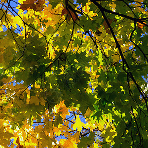 秋季背景风景太阳树木环境植物晴天植物学叶子森林公园图片