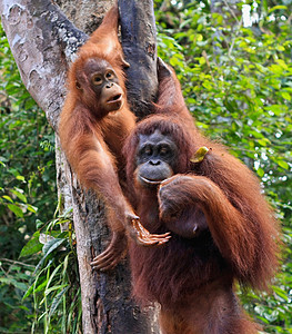 亚兰江橙子俘虏濒危猿猴猩猩原始人少年荒野动物灵长类图片