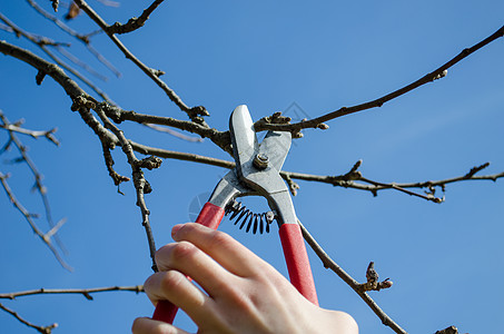 女用手修剪树枝剪剪的春花园高清图片