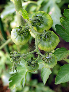 绿色番茄种植园艺蔬菜饮食生产叶子植物食物沙拉水果生长图片