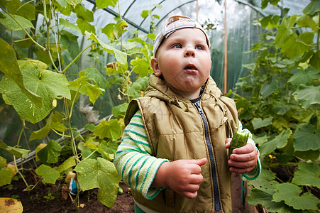 男孩在有黄瓜的温室里男性农民营养农场季节植物学水果花园苗圃叶子图片