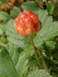 云莓野生动物森林花园季节食物木头树叶图纸沼泽浆果图片