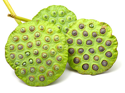 莲花种子池布生产坚果水果食物植物群植物团体荷花宏观植物学图片