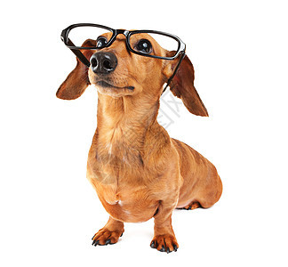 戴眼镜的达沙德狗白色教育热狗宠物黑色学生头发小狗学习世俗图片