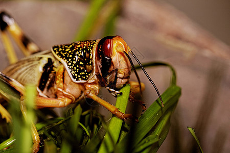 一蝗虫吃生物花园生活害虫野生动物动物漏洞天线刺槐宏观图片