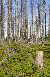 被树皮甲虫毁坏的森林木头植被风景砍伐树木生产树干天空木材材料图片