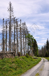 被树皮甲虫毁坏的森林天空生态砍伐资源活力气候材料风景树木木头图片