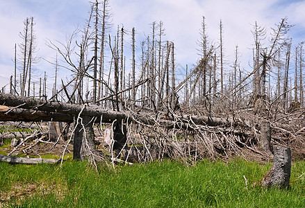 被树皮甲虫毁坏的森林环境资源砍伐活力木头天空气候生态植被损害图片