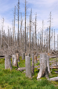 被树皮甲虫毁坏的森林砍伐破坏树木国家树干回收损害生产活力风景图片
