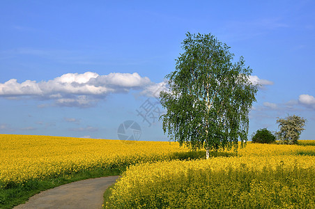 弹簧田Birch图片