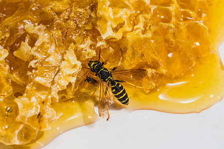 带蜂蜜的近身蜂窝蜂蜡食物药品黄色蜂巢养蜂业梳子金子细胞多边形图片