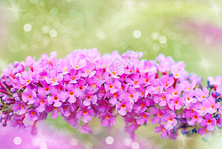 明亮紫色花朵 秋季花朵设计图片