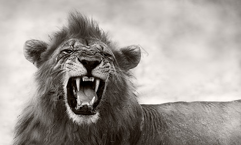 狮子露出危险的牙齿公园头发男性鬃毛荒野毛皮展示国家捕食者豹属图片