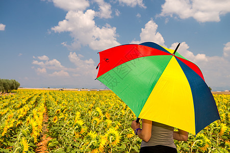 在向日葵田上挂着多彩雨伞的美女图片