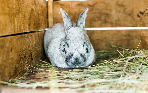 灰色兔子棕色稻草干草动物宠物毛皮白色野兔耳朵农场图片