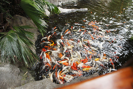 鱼在池子里的科伊鱼动物水池鲤鱼溪流水族馆宠物金子池塘热带橙子图片