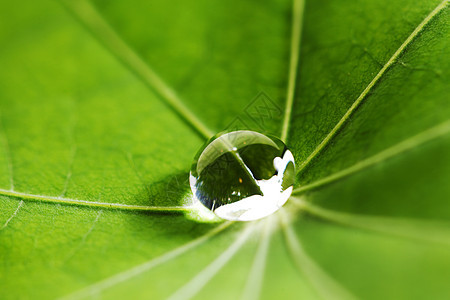 绿叶上滴水环境露珠绿色飞沫植物叶子液体宏观雨滴图片