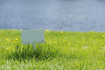 草地上蒲公英草地上的白牌场地蓝色桌子环境空白生长木板绿色黄色白色背景